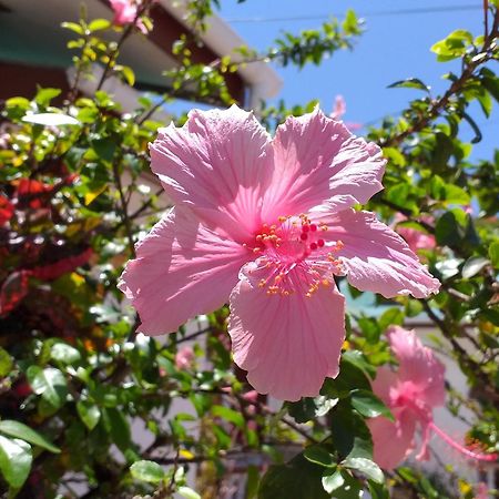Pension Hibiscus La Digue Exterior foto