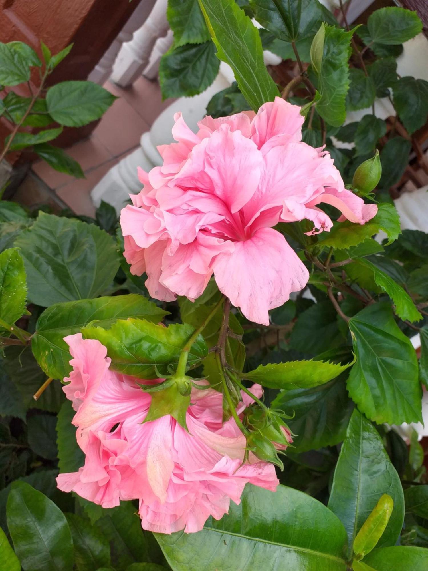 Pension Hibiscus La Digue Exterior foto